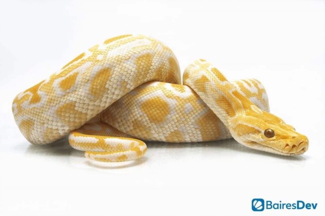Is Python the Right Tool to Help Your Company Visualize Data?